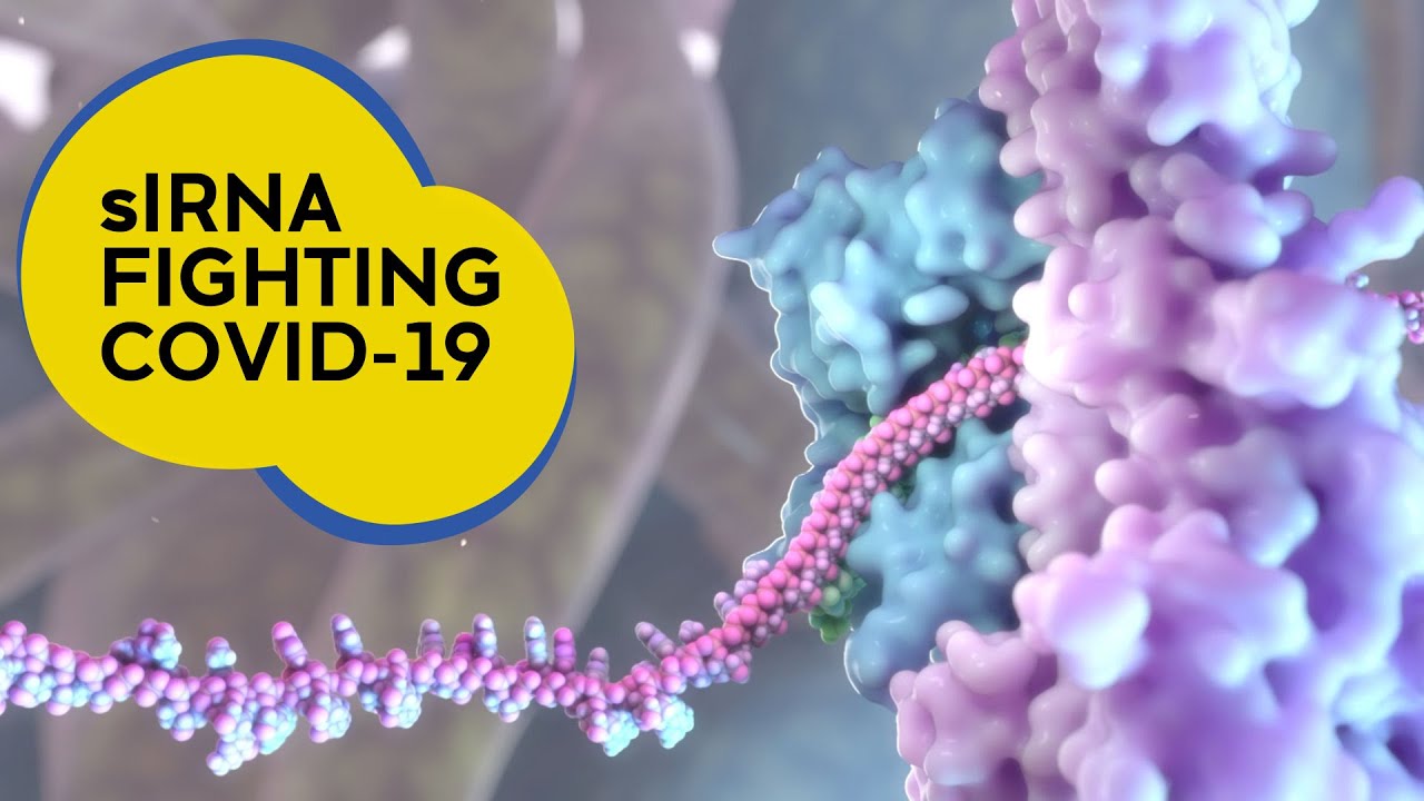 Running interference - how siRNA disrupts virus production in the body