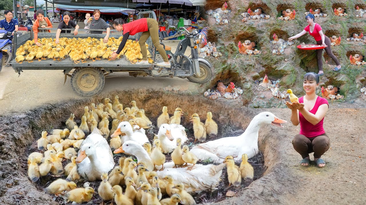 REWIND TIMELAPSE -- Incubate Lots Of Duck, Chicken Eggs - Hatch Many Ducklings And Chicks Go To Sell