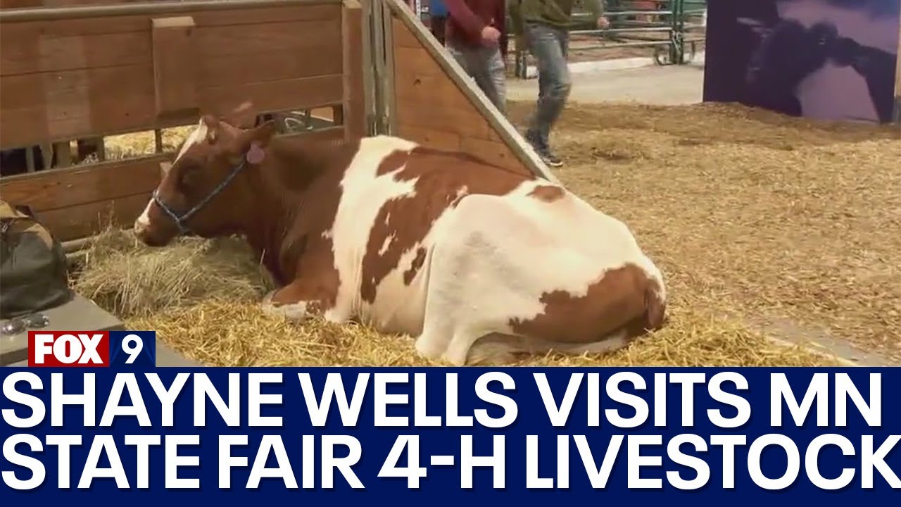 Shayne Wells at MN State Fair 4-H Livestock Show