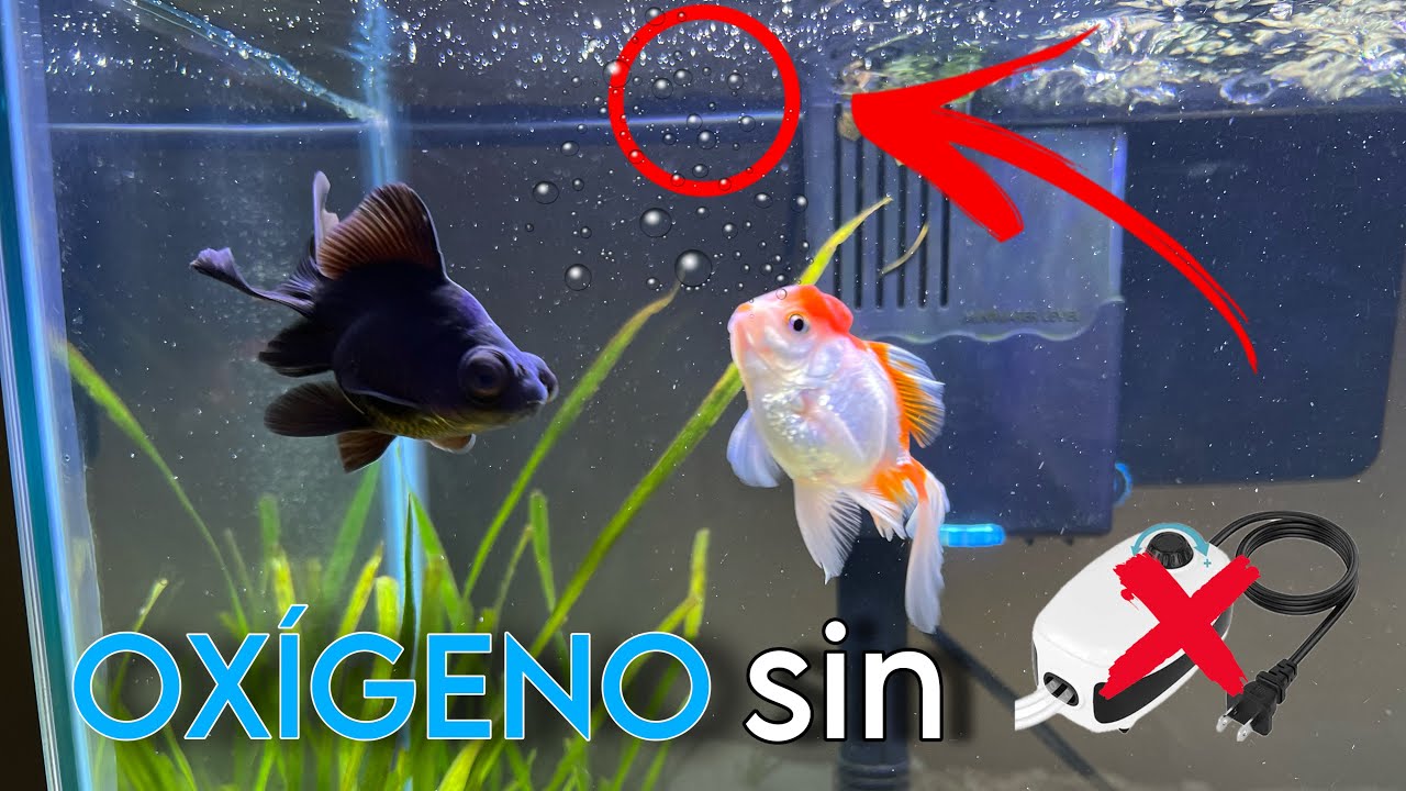 Asi se Oxigena un ACUARIO correctamente 😮 | como oxigenar tu acuario sin bomba de oxígeno