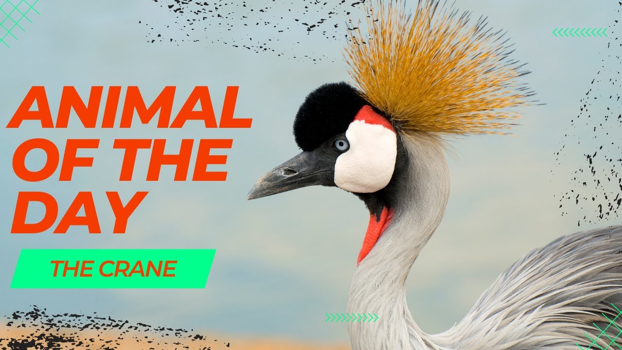Crane - Birds of the Day | Educational Animal Videos for Homeschoolers, Children, and Teachers