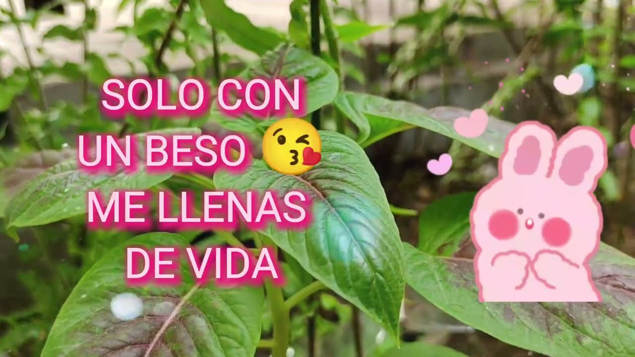 Buenos días Amor 😍 No puedo vivir sin ti amor | Frases de amor