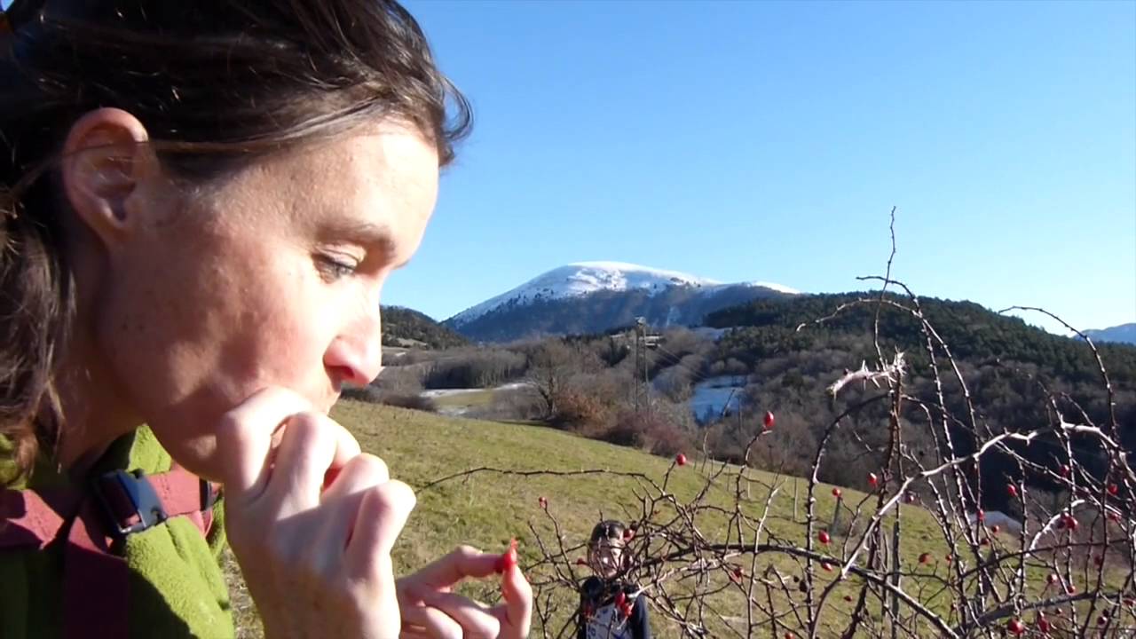 Cueillette de cynorrhodon
