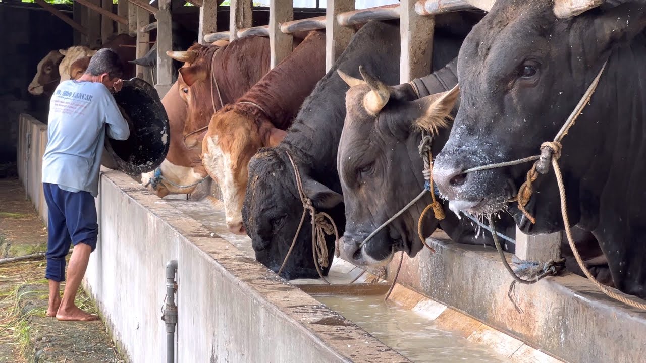 SAPI TERBESAR NABIL FARM, hanya di combor sekali, ini rahasianya 🔥