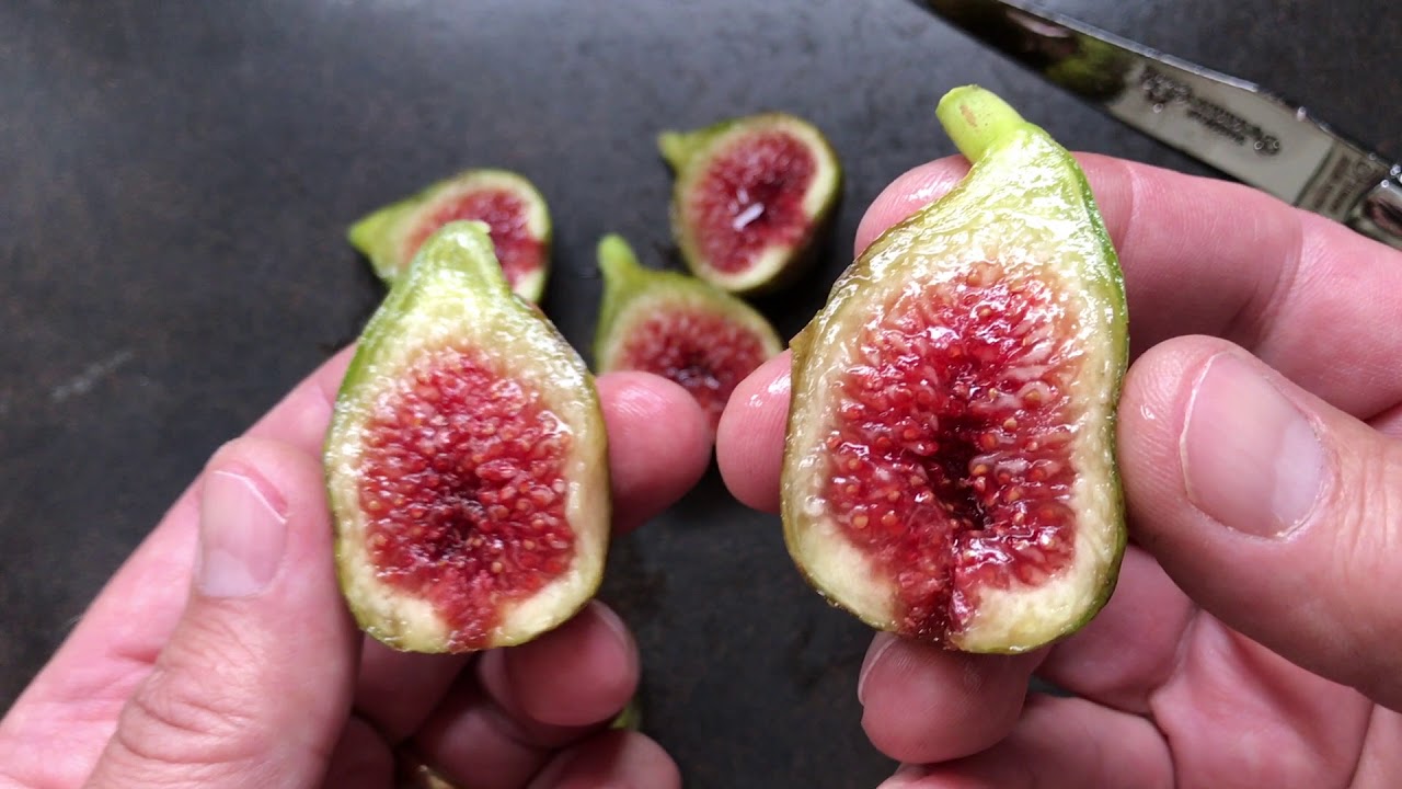 french fig farm: Grosse Monstrueuse de Lipari