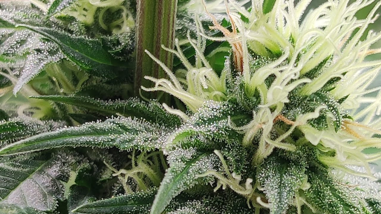 Seguimiento Nordle Regular D&iacute;a 28 de Floraci&oacute;n