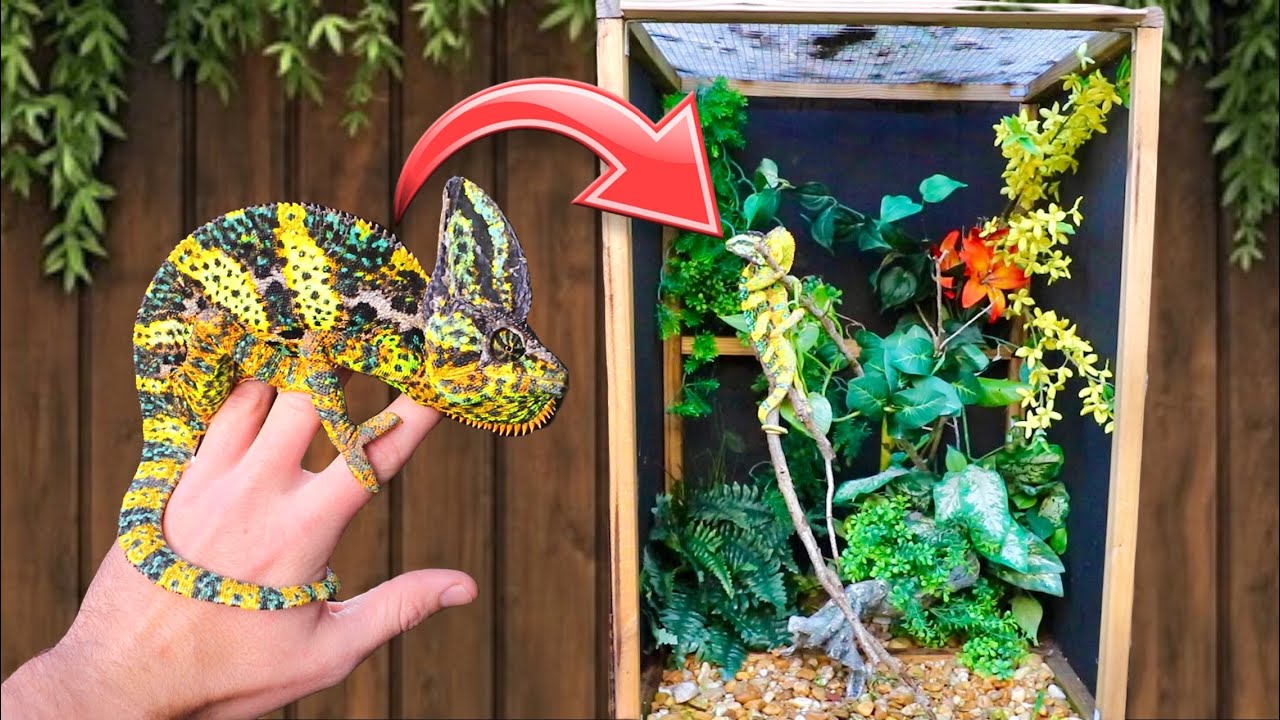 WILD CAUGHT CHAMELEONS GET A NEW HOME ! TERRARIUM BUILD !!