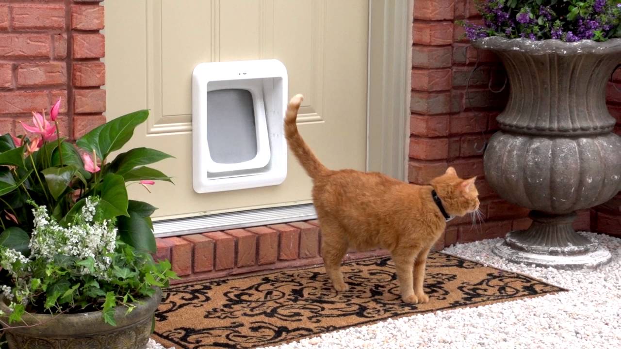 Which Pet Door Is Best for You?
