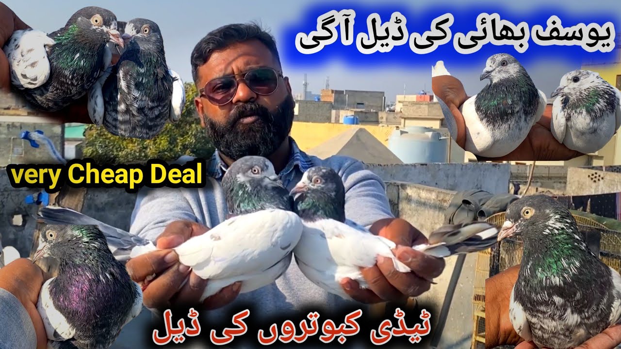 Yousaf Bhai 10 Pairs Teddy Kabootaro Ki Deal Lay Aay |📱03165639636 | Today 28/11/2025