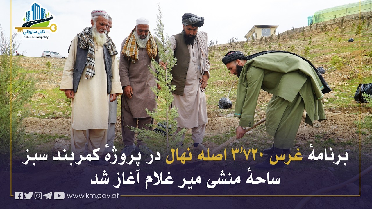 د منشي میرغلام سیمې په زرغون کمربند کې د ۳۷۲۰ نیالګیو د کېنولو برنامه پیل شوه