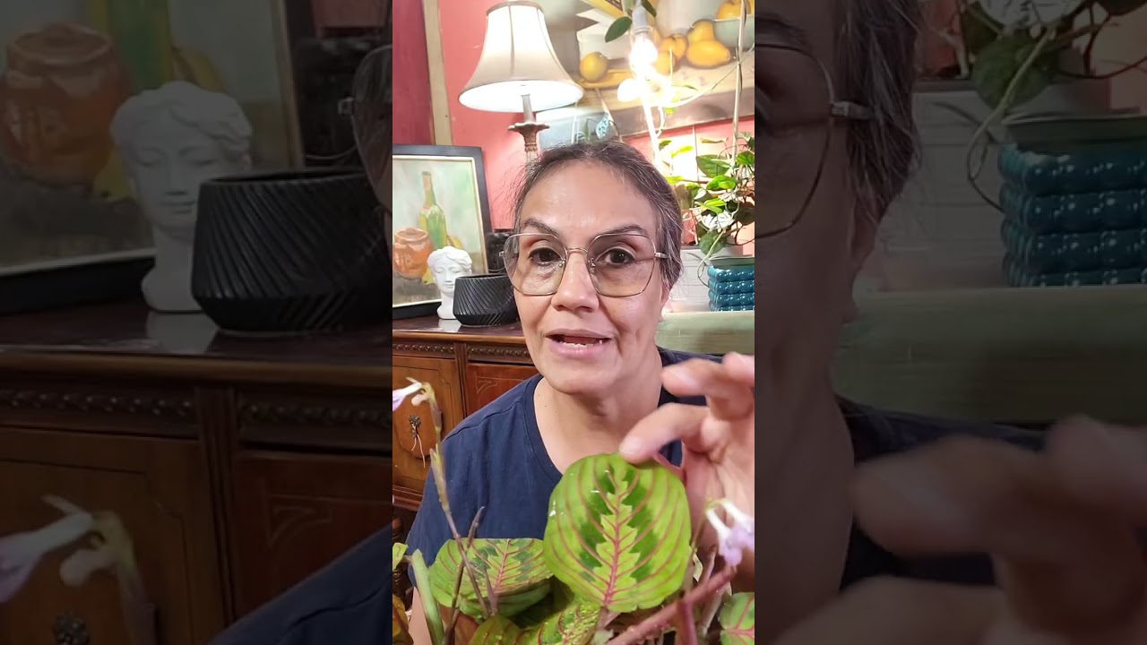 🌸 Calatheas, Planta De La Oración,Problemas más comunes. Soluciones  Y Cuidados 🌸