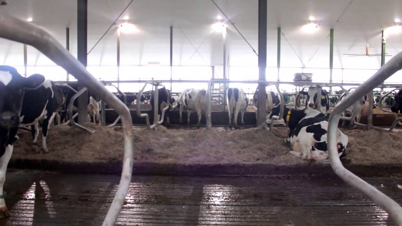 Irma Farm, a freestall source of comfort