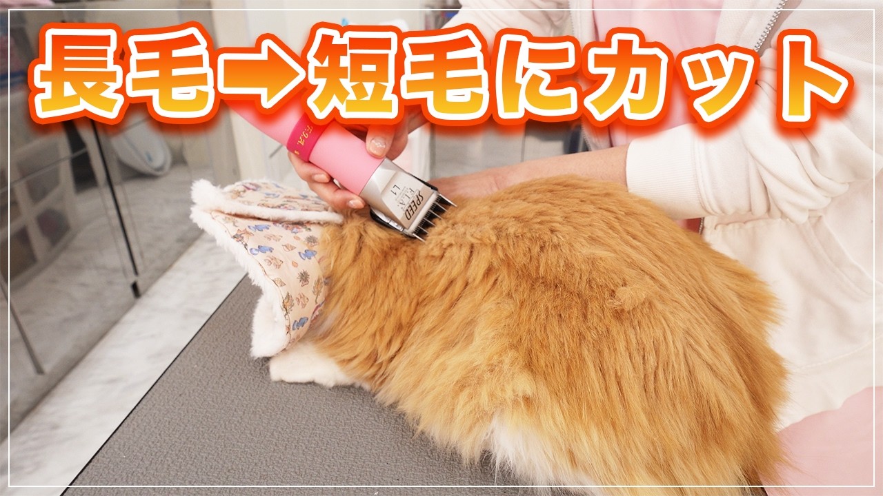 【ソアレちゃん】長毛ちゃんを短毛風にカットしたら可愛すぎました。シャンプー解説ここまでしゃべっていいの？【ミヌエット】