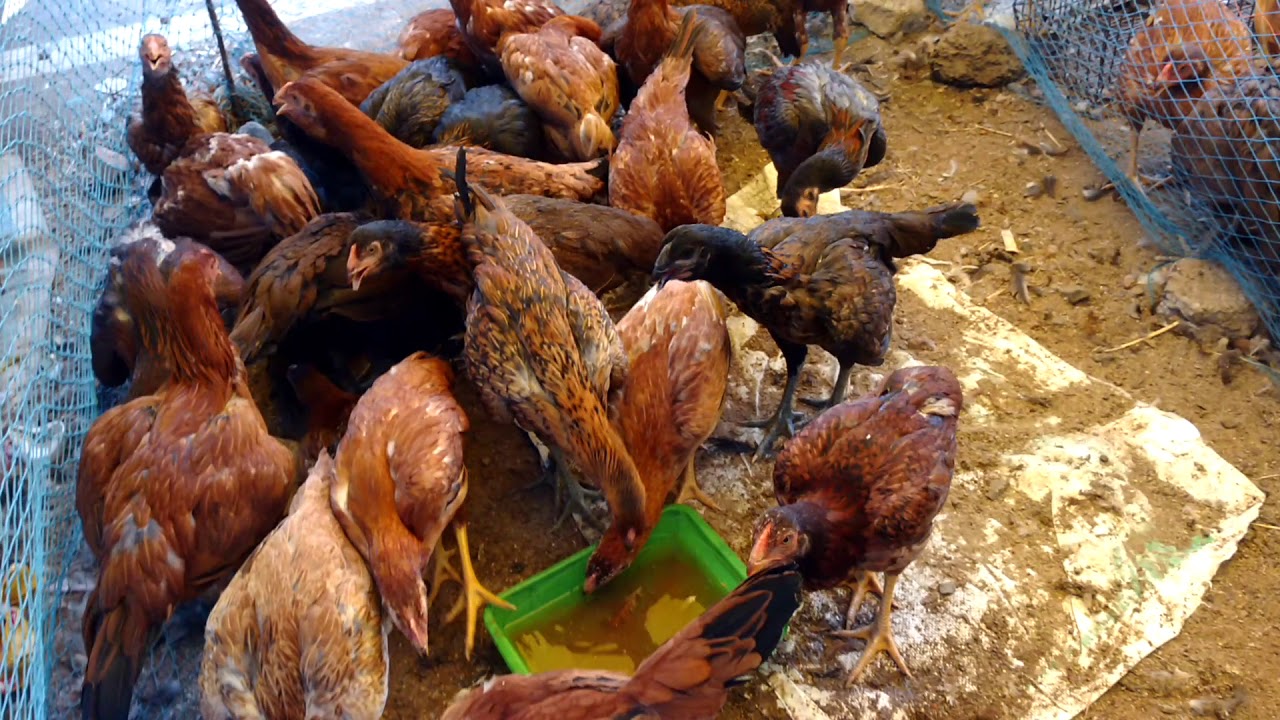 Hen at cheap price at Pallavaram Friday Market