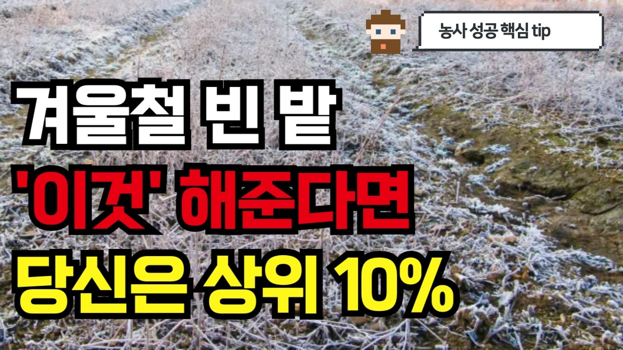비료 회사는 절대 공개 안 하려던 겨울 빈 밭 퇴비의 숨겨진 역할, 이렇게 좋을줄이야