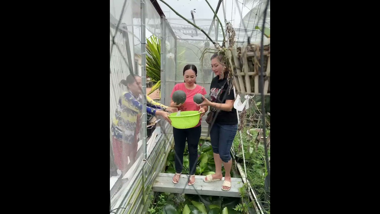 H&aacute;i Dưa Hấu
