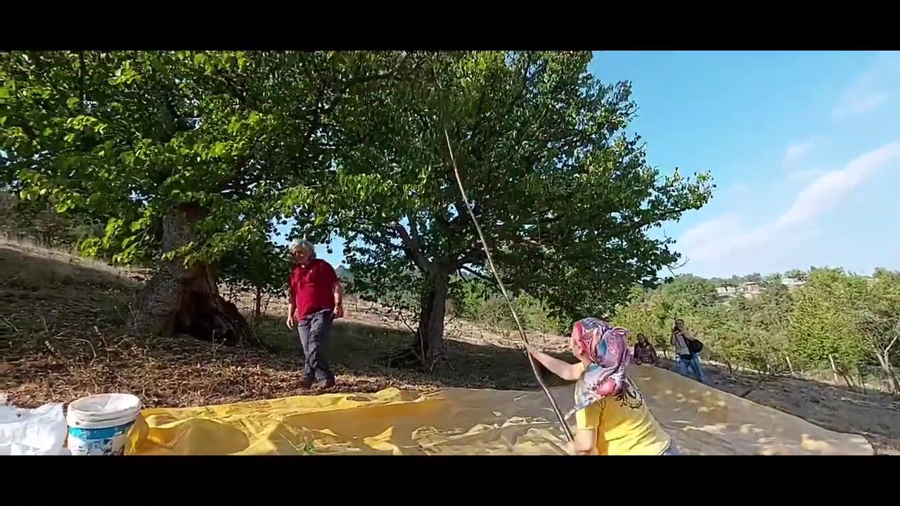 Corylus colurna (Türk Fındığı) Harmanı