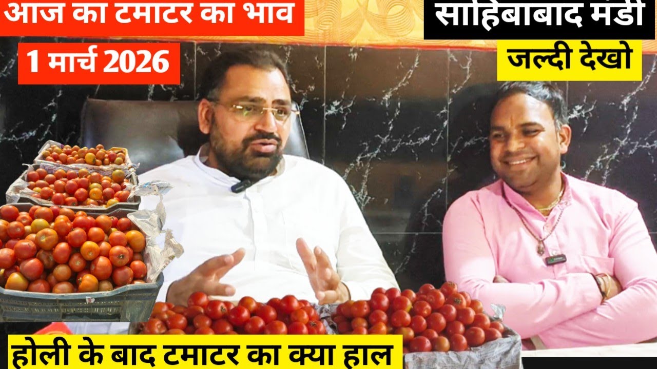 Why This Indian Mandi is Full of Tomatoes 🍅आज का टमाटर  भाव
