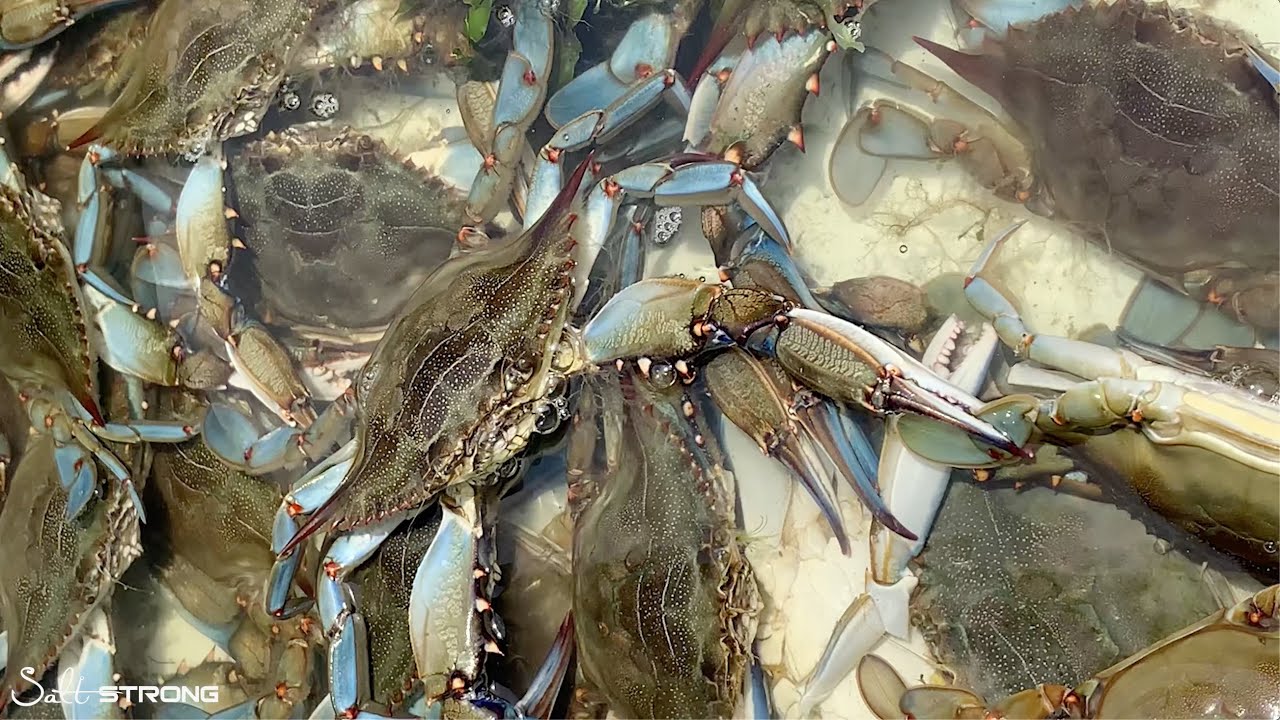 How To Catch Blue Crabs (Without Crab Traps)