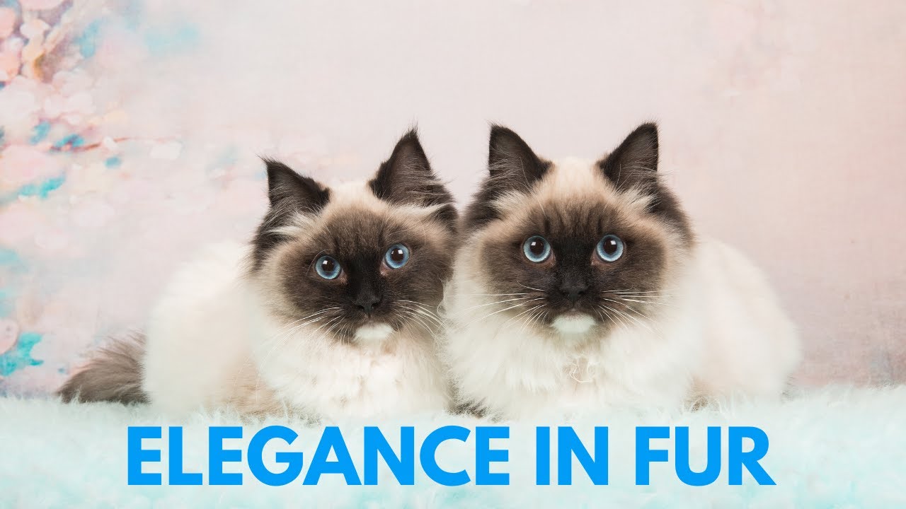 Top 5 Most Elegant Cat Breeds 🎩🐈 | Discover the Feline Aristocrats