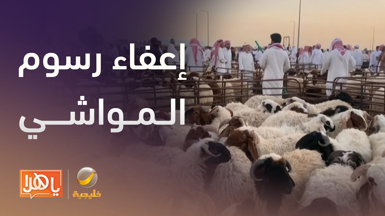 هل ينعكس قرار إعفاء رسوم المواشي على أسعار الأضاحي؟