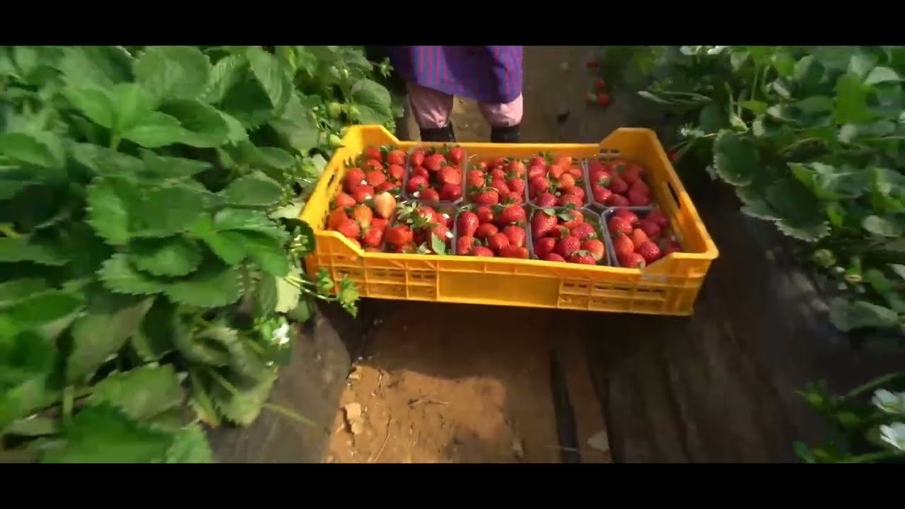 iBerry Morocco - Strawberries, Raspberries, Blueberries