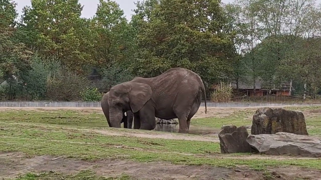 EEG Afrikanischer Elefant, Beekse Bergen, NL, 07 Oct 2025, Senioren Carla und Calimero.
