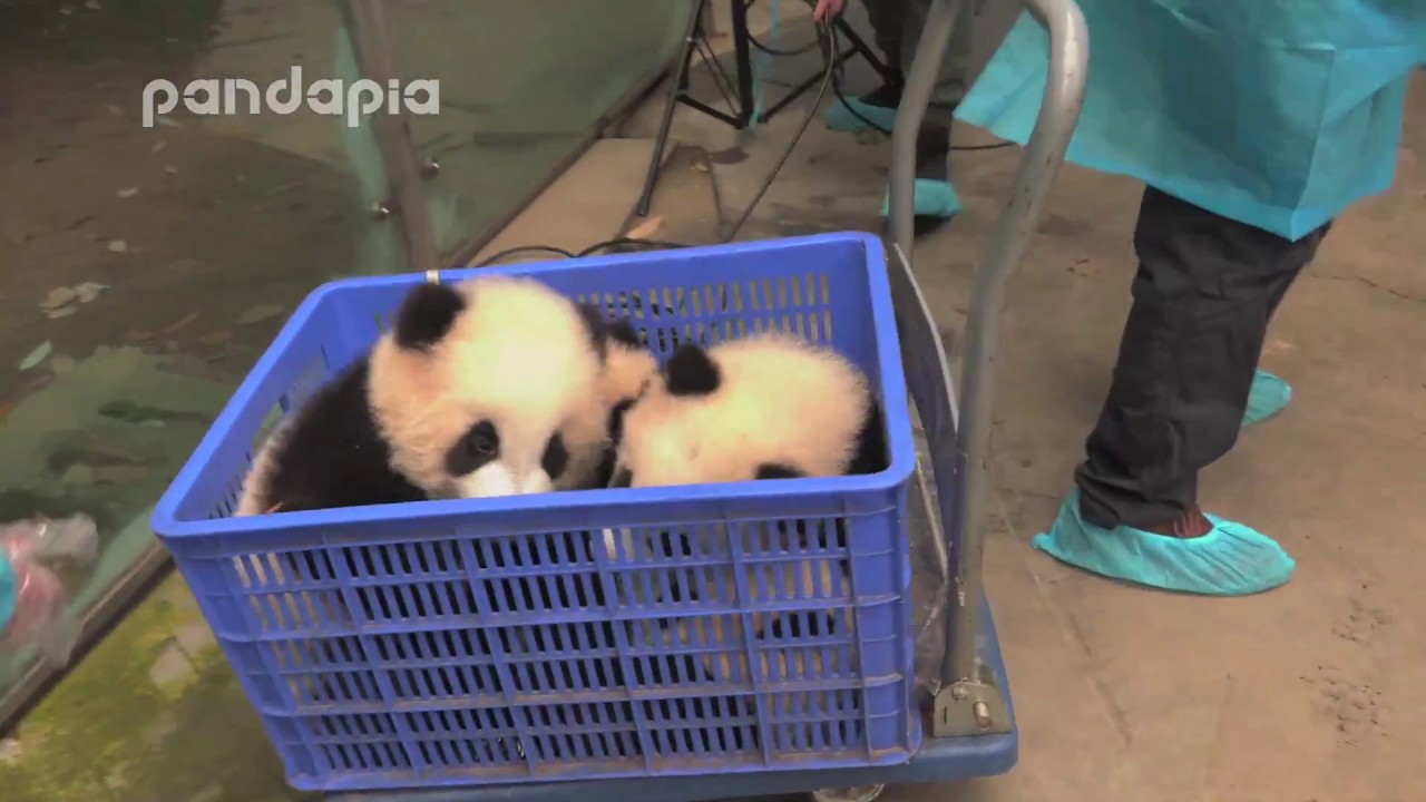 Panda school bus