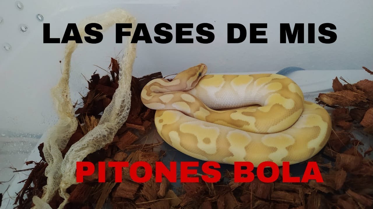 FASES DE PITÓN BOLA | Pk Reptiles