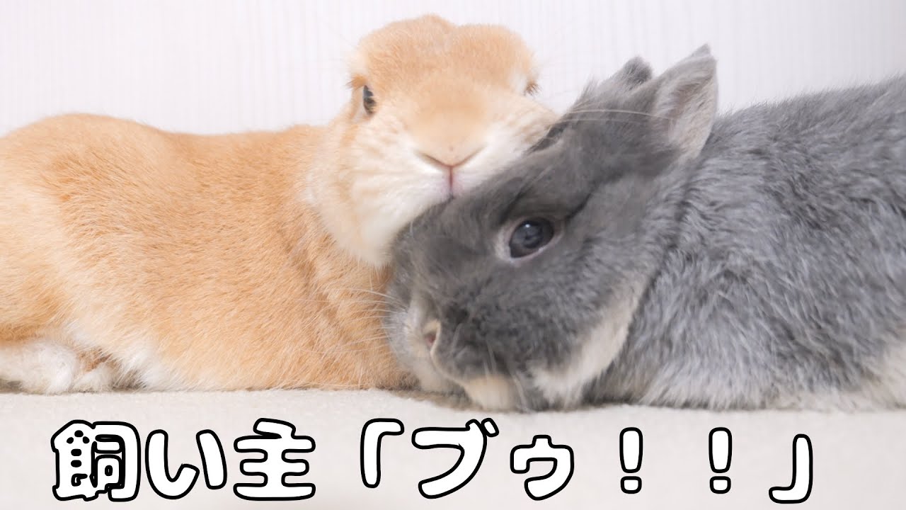マウンティングする前に飼い主が「ブゥ！」と注意したら驚いてこうなりました【No.1232】