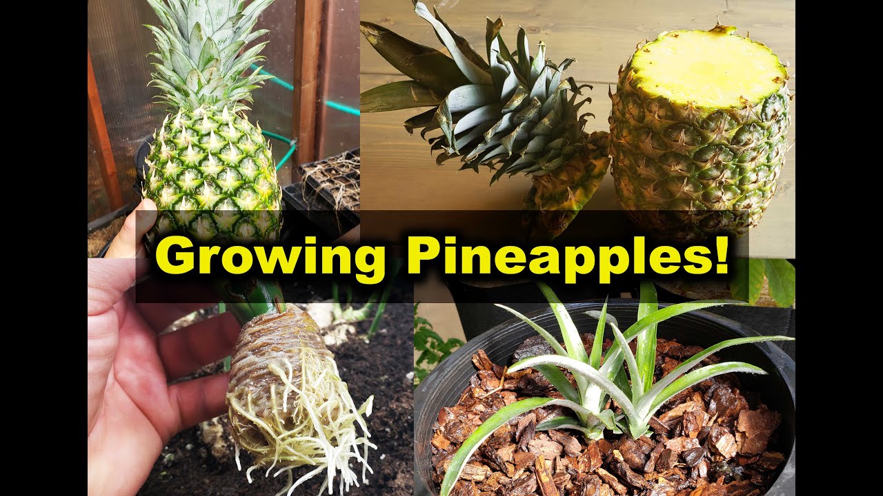 Growing Pineapples From Pineapples!