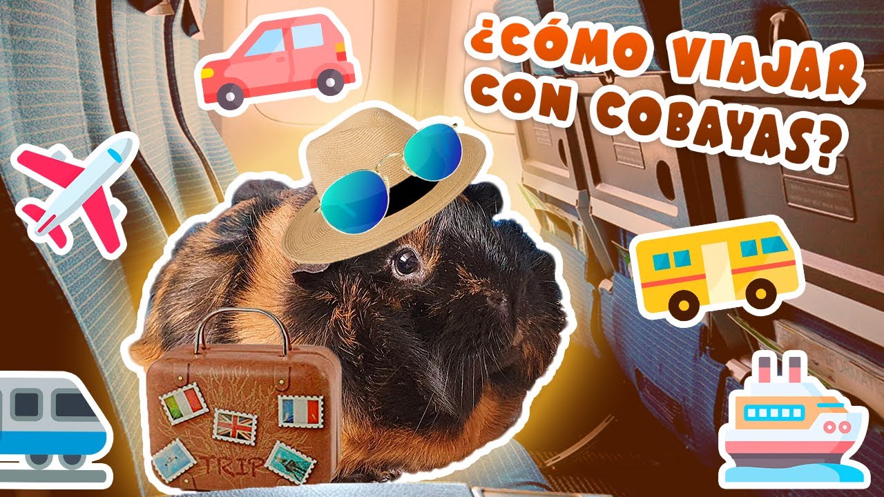 💺 ¿Cómo VIAJAR con COBAYAS / CUYOS / CUYES? 🐹🧳 Tren, avión, coche/carro, barco o autobús 🎫