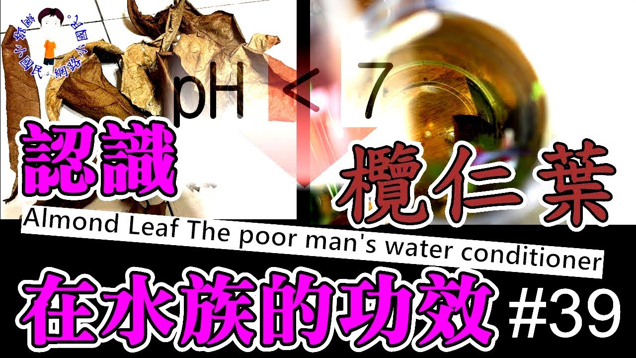 認識欖仁葉在水族的功效 [#養魚人生39]。Almond Leaf The poor man's water conditioner