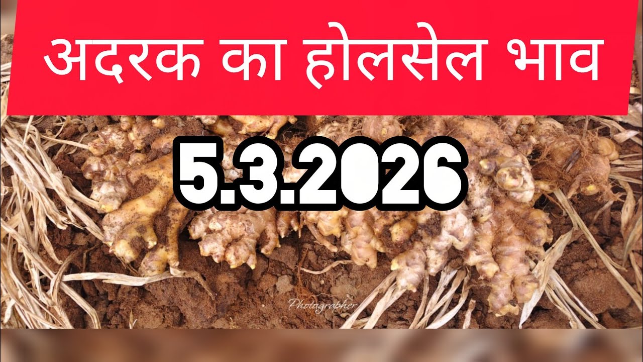 5 March 2026 अदरक का होलसेल भाव, Ginger price today,adrak bajar bhav