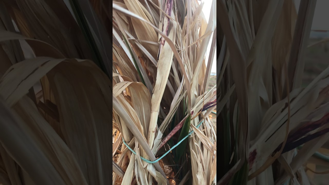 نتائج تجربه الEm1 على فسائل النخيل بعد مرور شهر