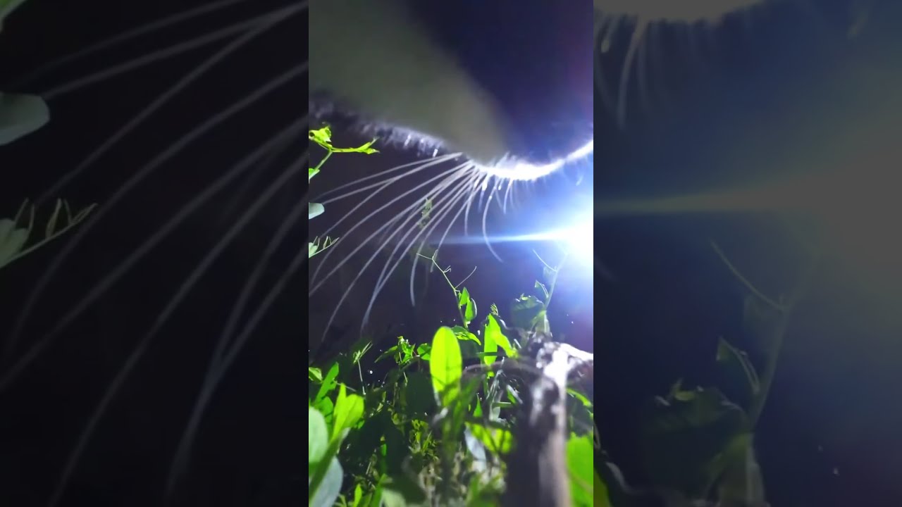 Cat POV Cam Live | Curious Cat Exploring Outdoors | Natural Sounds
