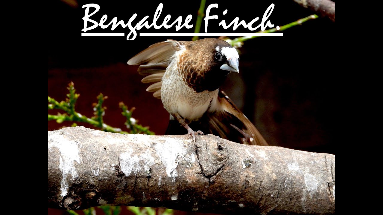 Keeping Bengalese Finch