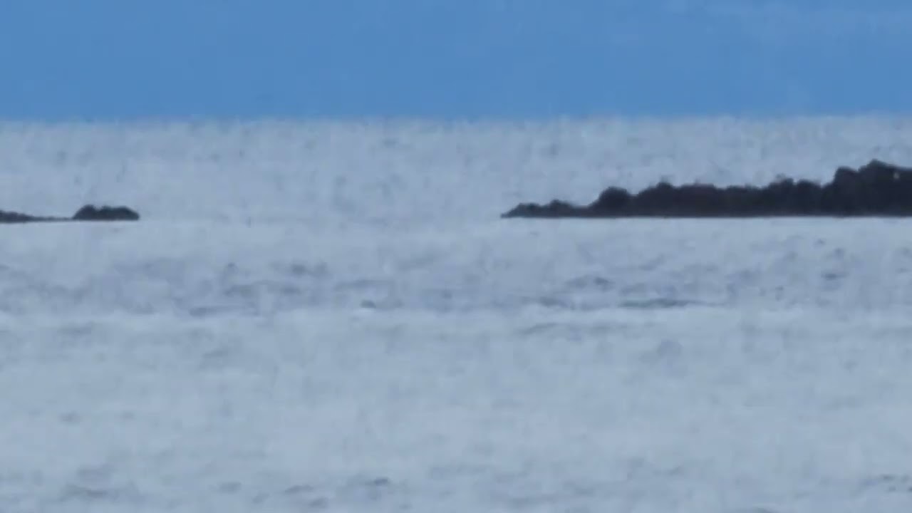 ORCAS. J pod in Nanaimo waters during Boxing Day. December 26th, 2025.