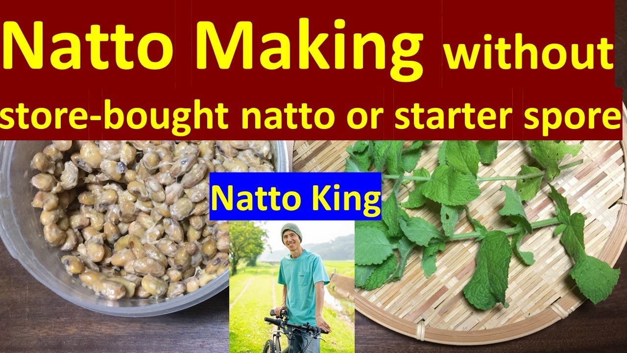 How to Make Natto from a Wild Plant by Natto King