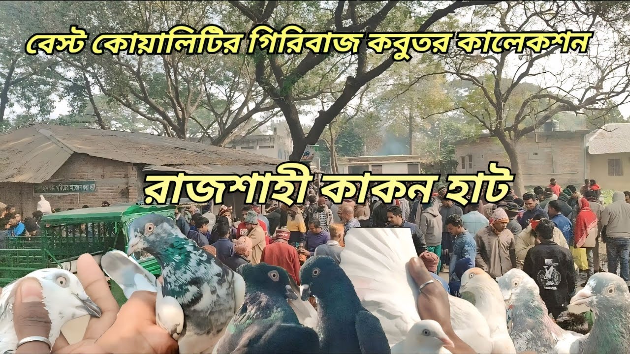 অবিশ্বাস্য দাম ও বেস্ট কোয়ালিটি !!  রাজশাহী কাকন হাটে গিরিবাজ ও দেশি কবুতরের বাজার দর জেনে নিন  