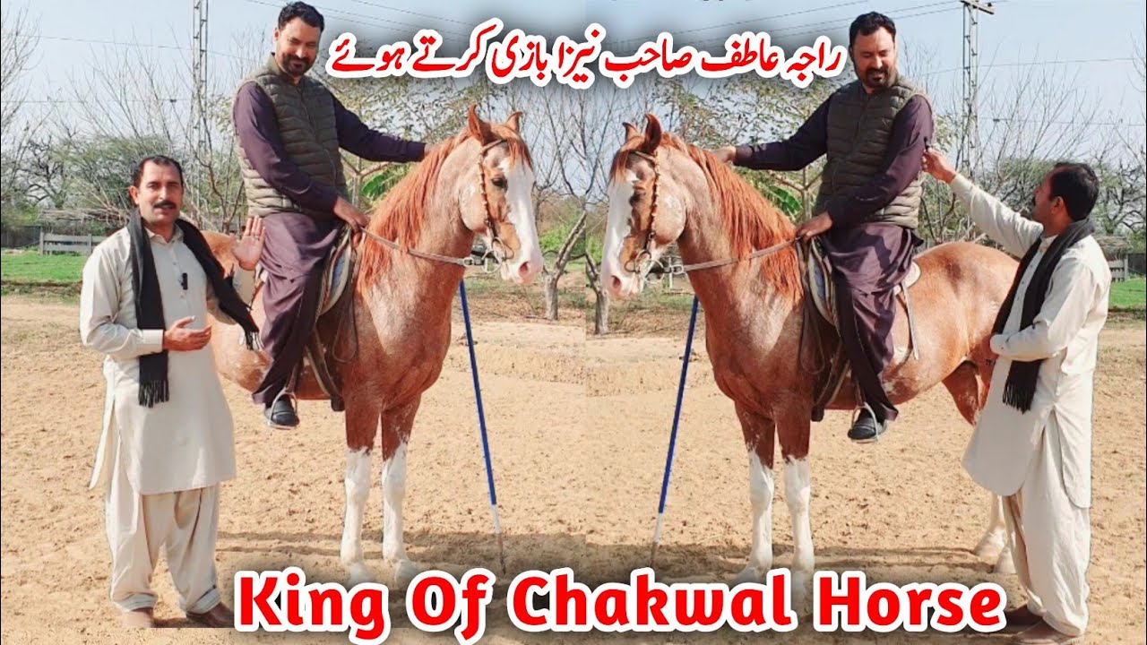 King Of Chakwal Horse | Raja Zahoor And Sons Stud Farm | Horse For Sale In Pakistan 2024