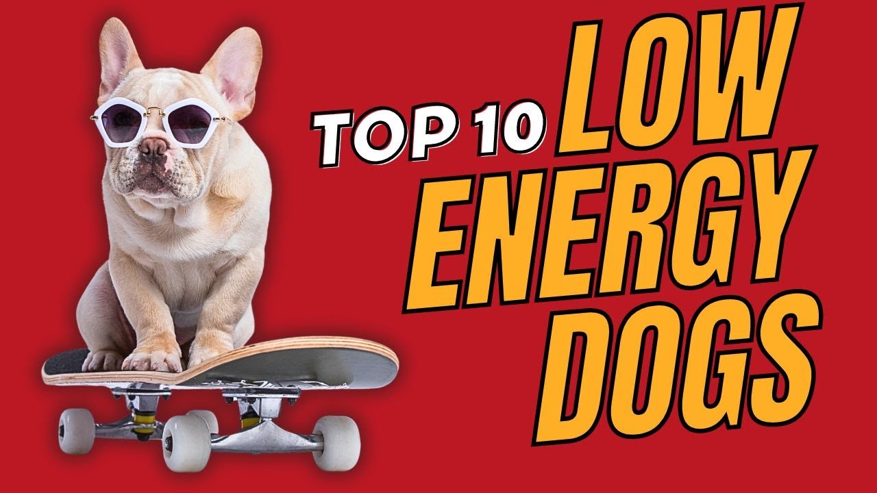 Top 10 Low Energy Dog Breeds Small, Medium and Large. - Dogs 101