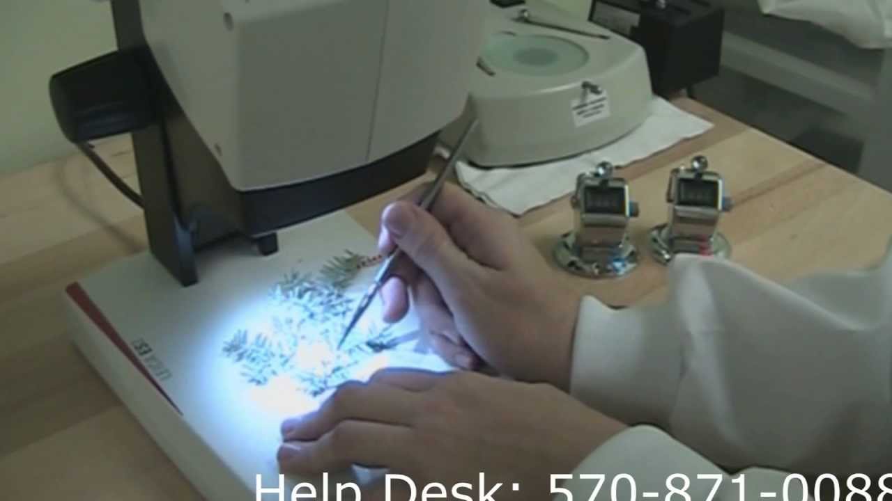 HWA Beetle Lab for Hemlock Protection