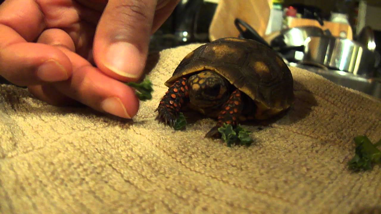 Milo Eating Kale