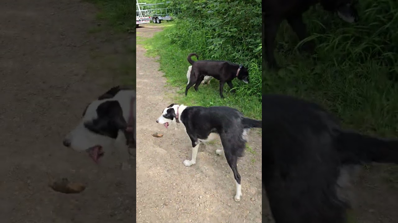 1. Canada 🇨🇦 Day walk with Herchel, Lucy, Charcoal & Maggie