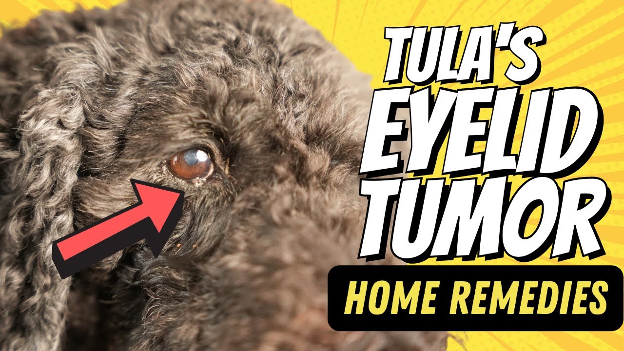 5 Home Remedies To Naturally Heal Your Dog's Eyelid Tumor