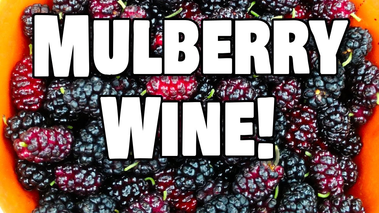 Let's Make Mulberry Wine with Whole Fruit from our Backyard
