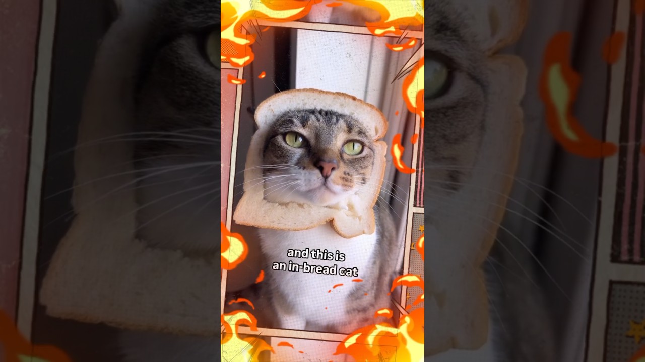 Purebred vs. Inbred Cats: What's the Real Difference?