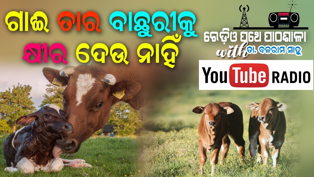 ଗାଈ ତାର ବାଛୁରୀକୁ କ୍ଷୀର ଦେଉ ନାହିଁ || EP 15 || Radio Pathe Pathasala with Dr. Balaram Sahu.