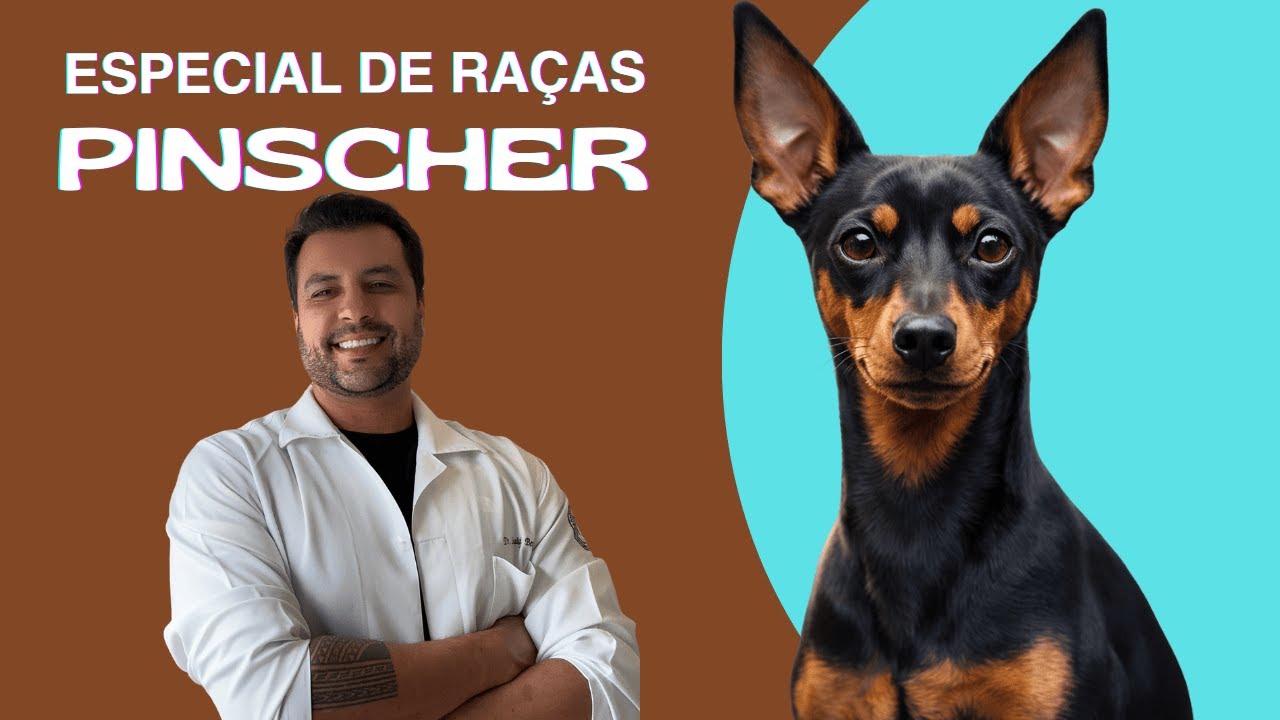 PINSCHER: Pequeno no Tamanho, Gigante na Personalidade | Especial de Raças